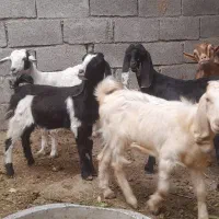 بز ۵ عدد نر اوماده|حیوانات مزرعه|شادگان, |دیوار