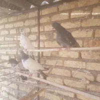کبوتر پرشی|پرنده|اصفهان, روشن‌دشت|دیوار