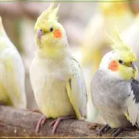 چند تا عروسک قیمت مناسب