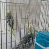 عروس هلندی جوجه 70روزه دون خور