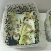 حلزون البینو.