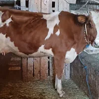 دو راس گاو ابستن جوان|حیوانات مزرعه|باوله, |دیوار