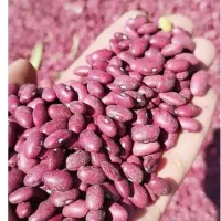 لوبیا قرمز بوجاری شده  در دهگلان