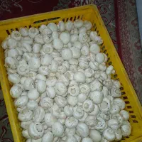 فروش قارچ دکمه ای