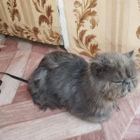 واگذاری گربه نژاد دار|گربه|تبریز, |دیوار