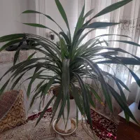 گل پاندانوس