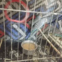 5عدد مرغ عشق نروماده|پرنده|قدس, شهرقدس|دیوار