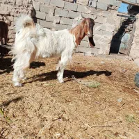 بزجوان|حیوانات مزرعه|سرایان, |دیوار