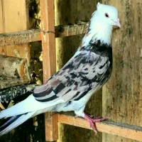 کبوترهما کاکلی کلکسیونی نر