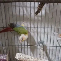 گرینچیک آناناسی تراکوییس
