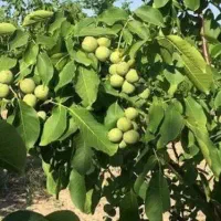 فروش باغ 12000 متری