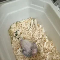 عروس هلندی دو ماهه