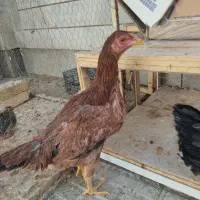 جوجه لاری وبرهما|حیوانات مزرعه|شاهینشهر, گزبرخوار|دیوار