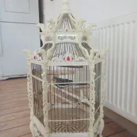 قفس سلطنتی عروس هلندی نر و ماده