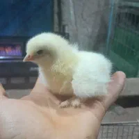 جوجه برهمالایت یک ماهه ویه روزه|حیوانات مزرعه|مرند, |دیوار