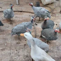 مرغ برهما|حیوانات مزرعه|دوگنبدان, |دیوار