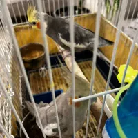 جفت عروس هلندی نر و ماده|پرنده|تهران, دربند|دیوار