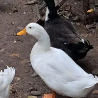 اردک گوشتی و تخم گذار