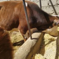 گاو.. گوساله نر سیمنتال کله سفید