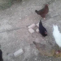 مرغ تخم گذار