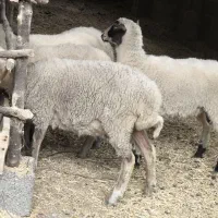 گوسفند زنده ،نر ماده