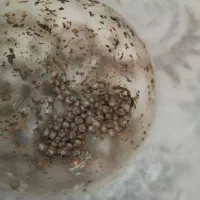 آکواریوم و حلزون|ماهی|صحنه, |دیوار