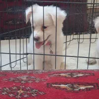 سگ پاپی اشپیتز پامر