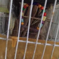 پیدا شده عروس فروشی|حیوانات|مشهد, مهدی آباد|دیوار