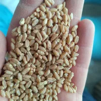 فروش گندم بذر تیرگان|خوردنی و آشامیدنی|سیدان, |دیوار