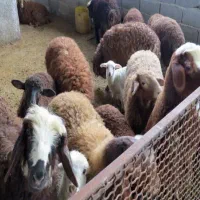 ذبح و قصابی گوسفند و گوساله|خدمات پذیرایی، مراسم|اردبیل, |دیوار