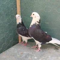 کبوتر