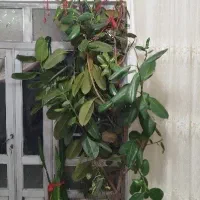 گل گوش فیل یا همون فیکوس|گل و گیاه طبیعی|تکاب, |دیوار