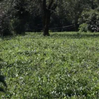 زمین-باغ-چایی-لاهیجان