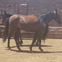 کره اسب مادیون دو ساله معاوضه هم میشه