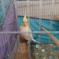 پرنده|پرنده|یاسوج, |دیوار