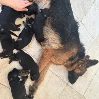 سگ ژرمن|سگ|رودهن, |دیوار