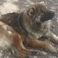 سگ ماده واسه گله خوبه