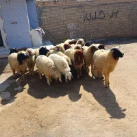 بره همشون عراقی|حیوانات مزرعه|اهواز, شریعتی جنوبی|دیوار