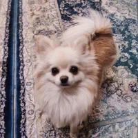 واگذاری پامر روباهی