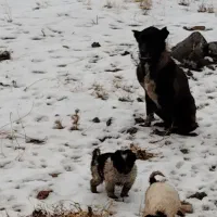 سگ ماده|سگ|شیراز, گویم|دیوار