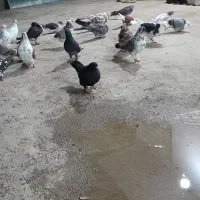 ۲۵‌عدد‌کبوتر