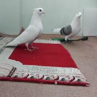 نر شونی و ماده یکت نباتی مهر