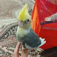 عروس هلندی