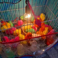 جوجه رنگی