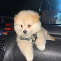 سگ پامر خرسی