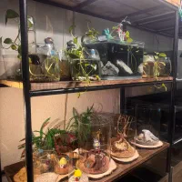 فروشگاه ماهی آکواریومی تجهیزات آکواریوم|ماهی|بندر انزلی, متروپل|دیوار