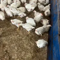 استخدام کارگر جهت کار در مرغداری صنعتی