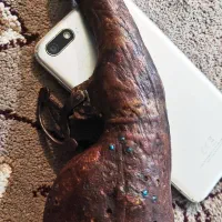 جا باروتی چرم آهو