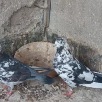 کفتر پروندنی و شاخ گیر برای معاوضه|پرنده|کاشان, لتحر|دیوار