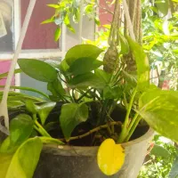 فروش گل های حیاطی